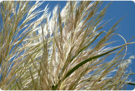 Amerikanisches Pampasgras